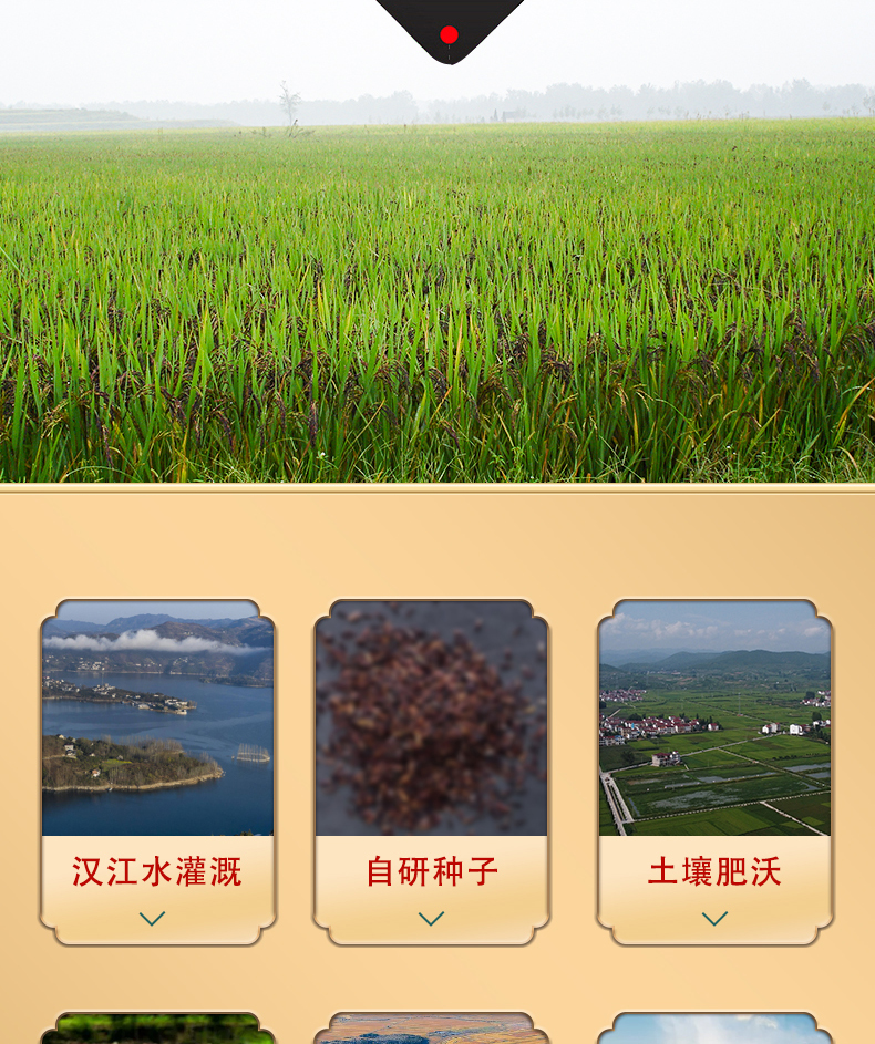 黑秈糯米詳情_03.jpg